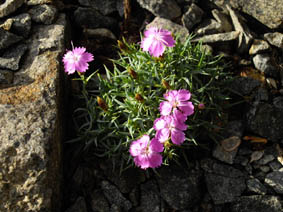 Dianthus webbianus var alpinus